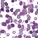 LED Research Biological Microscope